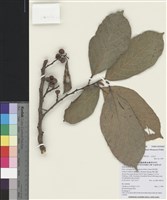 藏品(豬母乳)的圖片